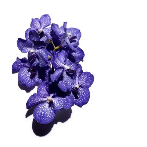 Clarins Face Treatment Oils<Blue Orchid Face Treatment Oil