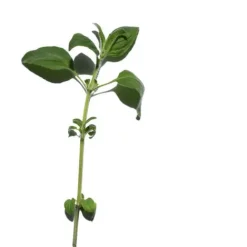 Clarins Body Treatment Oils<Contour Body Firming And Toning Treatment Oil