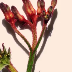 Clarins Moisturizers<Extra-Firming Day - All Skin Types