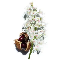 Clarins Cleansers & Toners<Nutri-Lumiere Treatment Essence