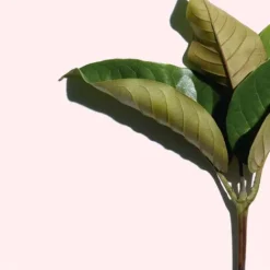 Clarins Cleansers & Toners<Super Restorative Smoothing Treatment Essence - Le Petit Prince Collection