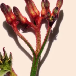 Clarins Eye Care<Total Eye Smooth - Under Eye Smoothing Balm